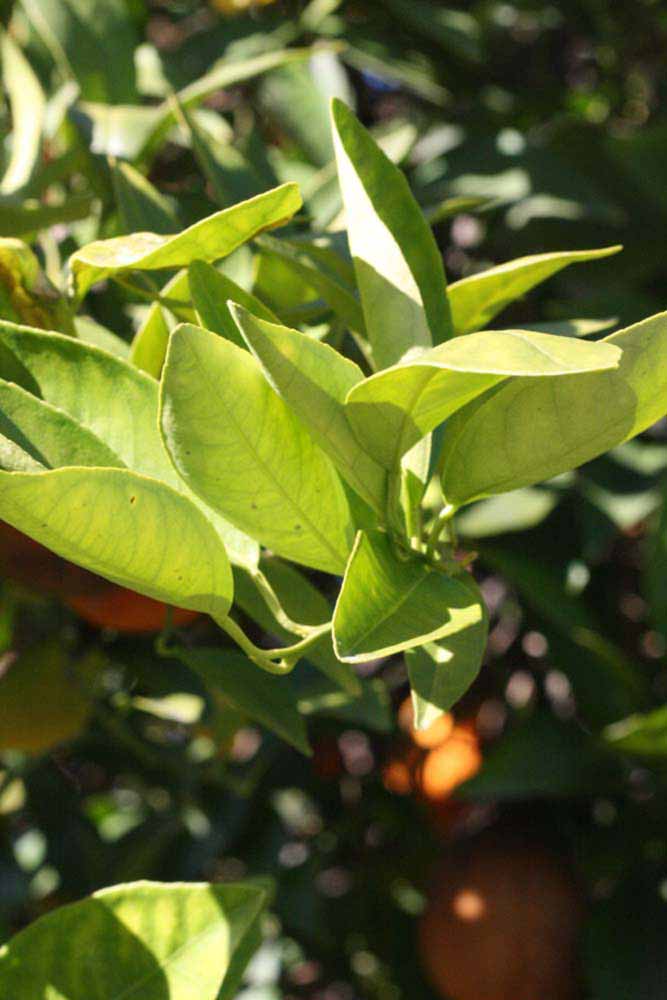            Sun leaves (Riverside, CA)   